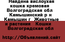 Найдена вислоухая кошка кремовая - Волгоградская обл., Камышинский р-н, Камышин г. Животные и растения » Кошки   . Волгоградская обл.